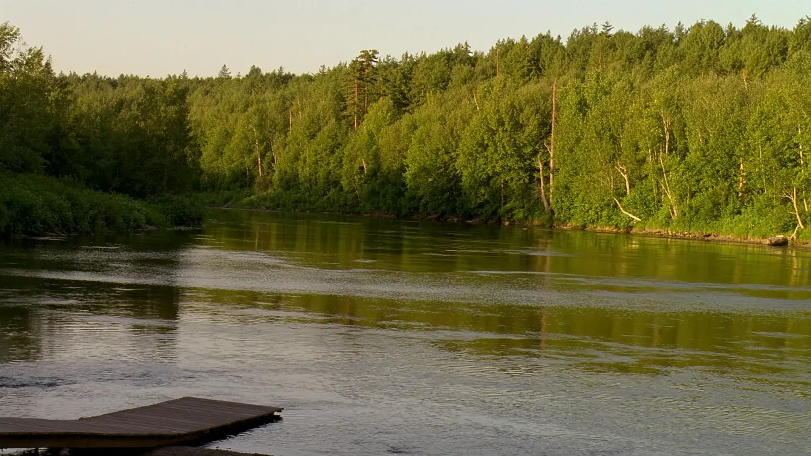 Rivière St-Maurice bordée de forêt l'été